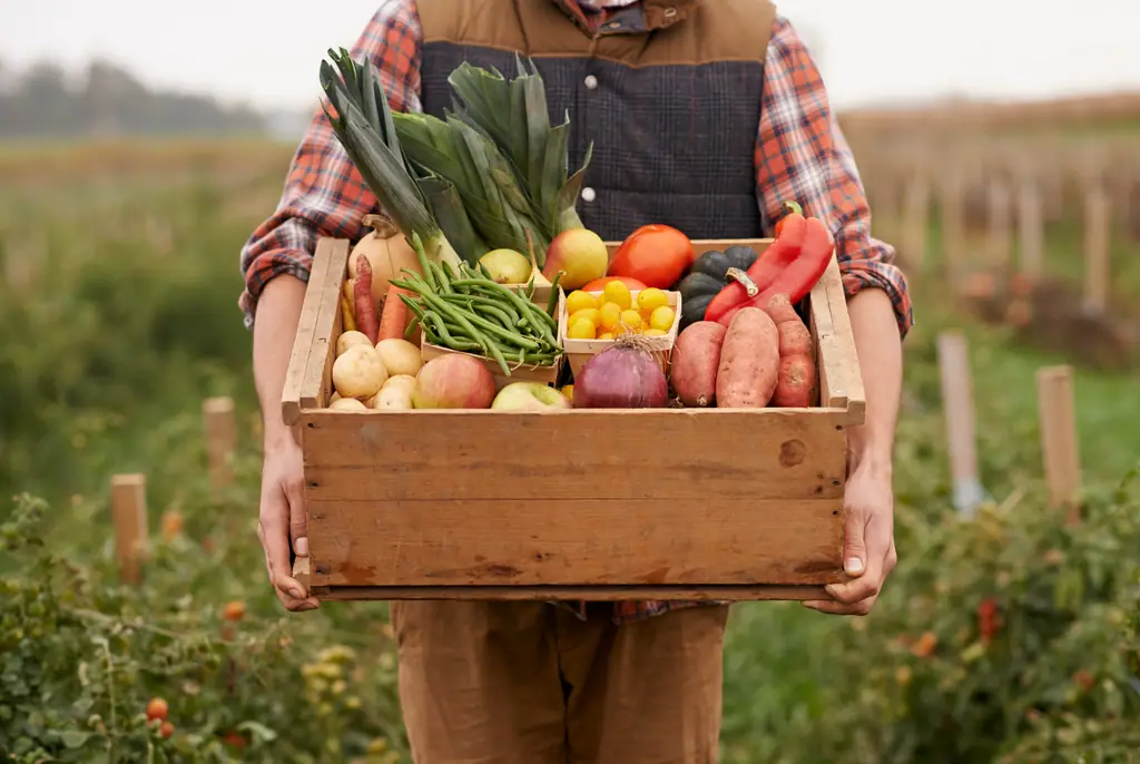 Person hält eine Holzkiste mit einer bunten Auswahl an erntefrischem Gemüse und Obst auf einem Feld
