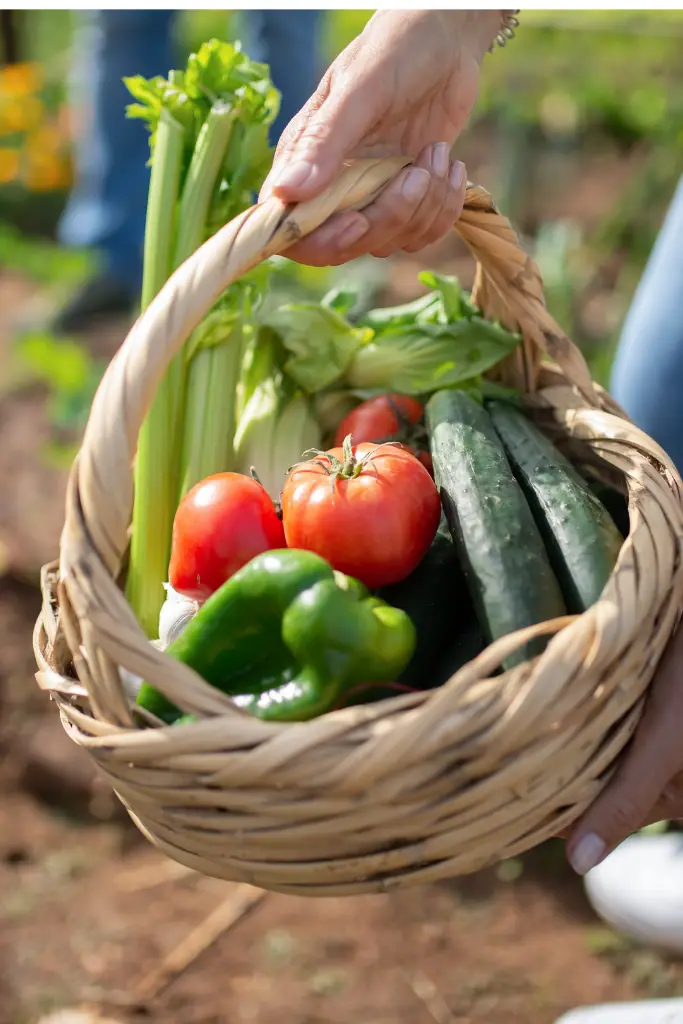 Eine Hand hält einen Weidenkorb mit frischen Tomaten, Gurken, Paprika und Sellerie über einem Gartenbeet